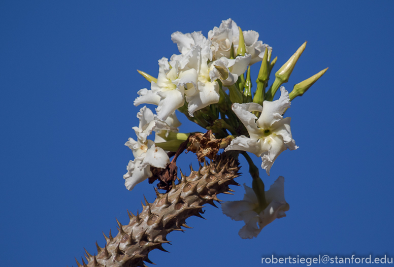 pachypodium